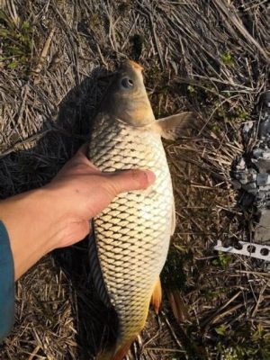 臭底水怎麼釣鯉魚：魚竿與心態的平衡