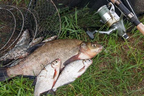 如何在流水中釣白條魚：探討流水釣魚技巧與白條魚習性的奇妙交融