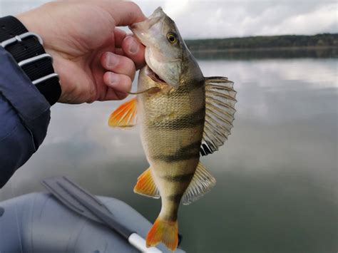 白天如何釣黃刺魚：釣魚技巧與環境探索的趣味融合